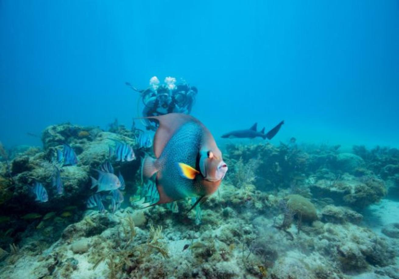 A group of people swimming underwater